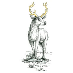 Staedtler Fineliner Pigment Liner - 0.3mm - Black -Drawing Tools & Stationery-Staedtler 0558bbb474d201080e19a177b5b39022ecef7f09 square977490 3